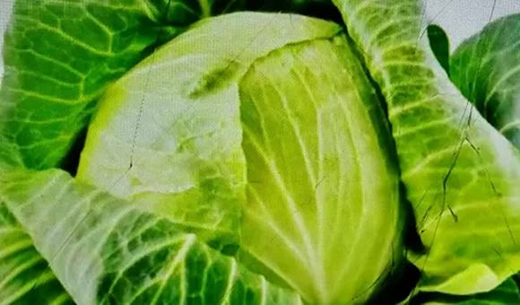تصویر 3 از خرید کلم برگ سفید + قیمت فروش استثنایی